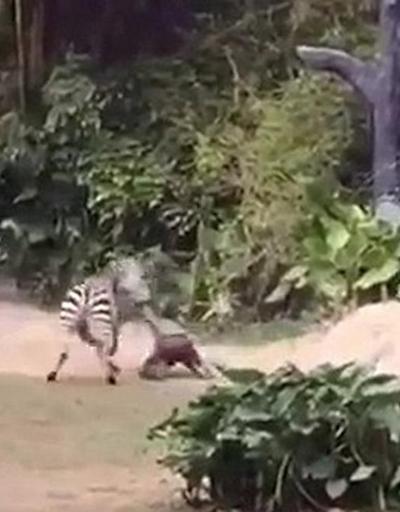 Hayvanat bahçesinde Zebra dehşeti