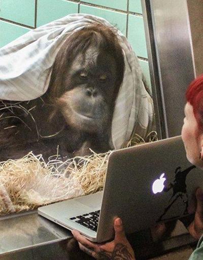 Orangutanlara tabletten eş seçme imkanı