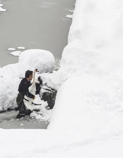 Trabzonda donmuş gölette kuğu kurtarma operasyonu