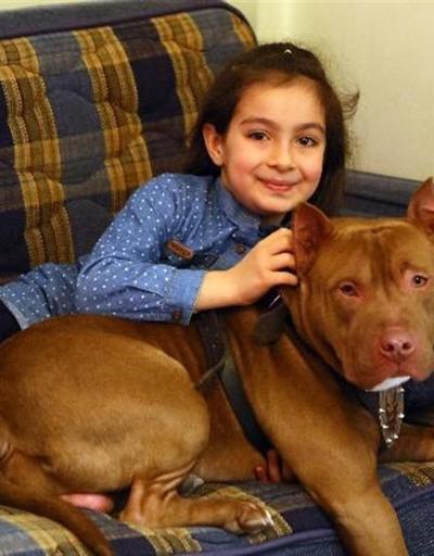 Pitbull ile 8 yaşındaki kızın şaşırtan dostluğu