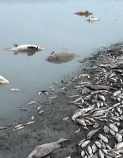 Göl boşaltıldı balıklar telef oldu