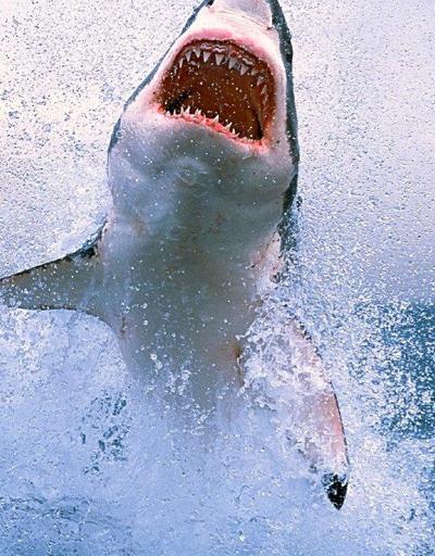 Avustralyada köpek balığı saldırısı