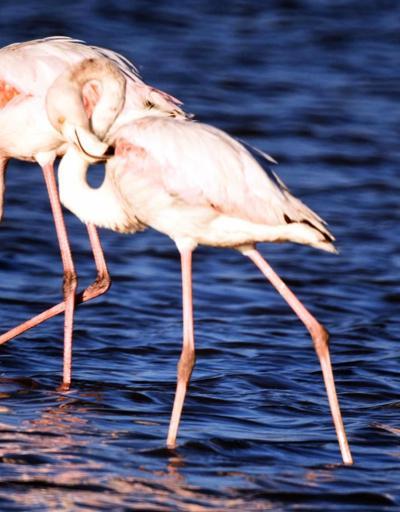 Milas flamingolarından görsel şov