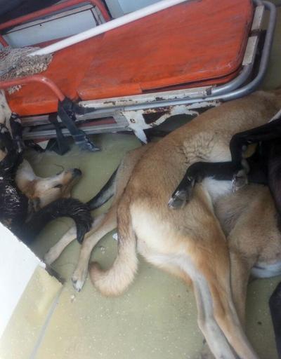 Adanada köpek katliamı: Restoran bahçesinde bulundular