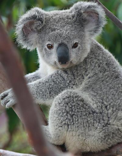 Koalaların nesli tükenmesin kampanyası