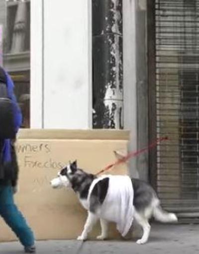 New Yorkta sokağa bağlı köpeklere yardıma gelen kişi göz yaşarttı