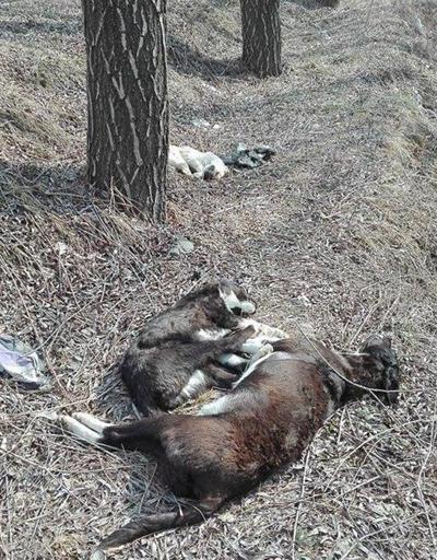 Ankarada köpek katliamı