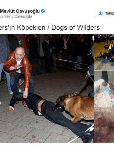 Bakan Çavuşoğlundan Wildersin köpekleri paylaşımı