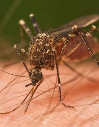 Doktorlar Zika ve Lyme hastalığı için uyarıyor