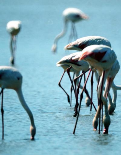 Milastaki flamingoların dansını tüm dünya izleyecek