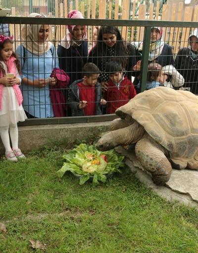 Kaplumbağa Tuki 97 yaşına girdi