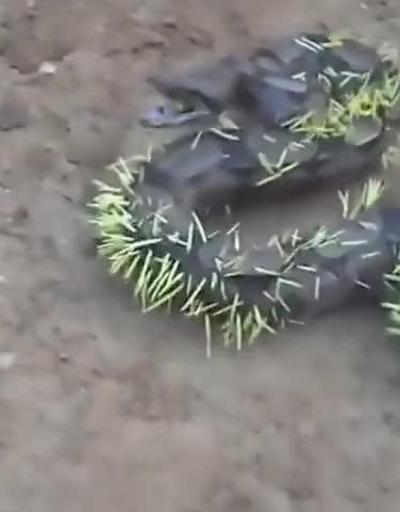 Kirpi yemeye çalışan yılan telef oldu