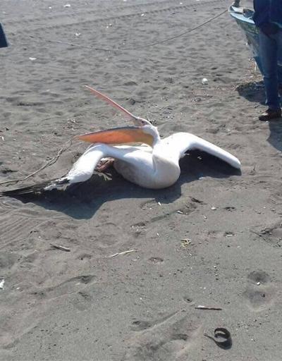 Sahilde yaralı pelikan bulundu