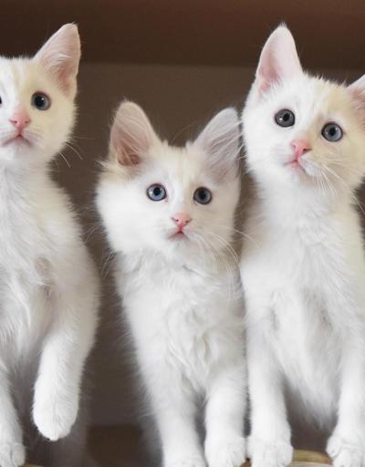 Van kedileri koruma altında dünyaya gözlerini açtı