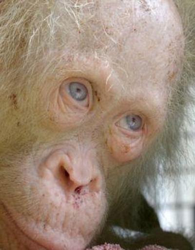 İlk kez karşılaşılan albino orangutan korumaya alındı