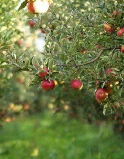 Elmalar depoda altı ay nasıl dayanır