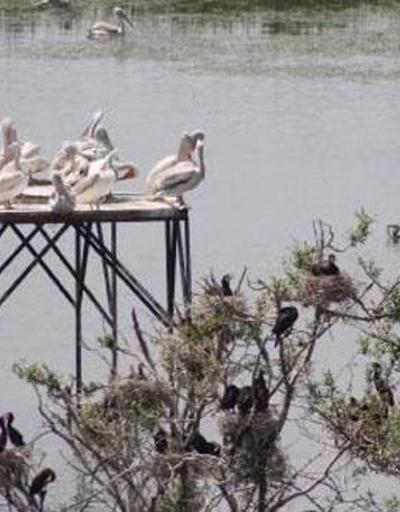 Manyas Kuş Cenneti yavru kuşlarla yeniden şenlendi