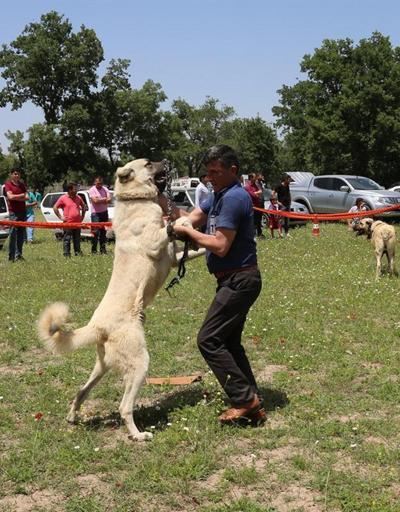 Çoban Köpekleri güzellik yarışmasında boy gösterdi