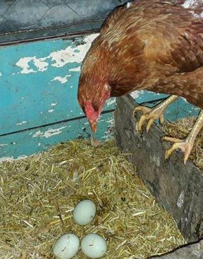 Yumurtayı görünce tavuğunu kesmekten vazgeçti