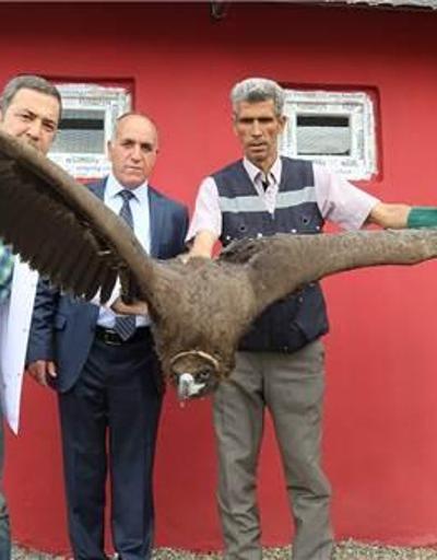 Bingölde uçamaz vaziyette bulunan akbaba tedavi altına alındı