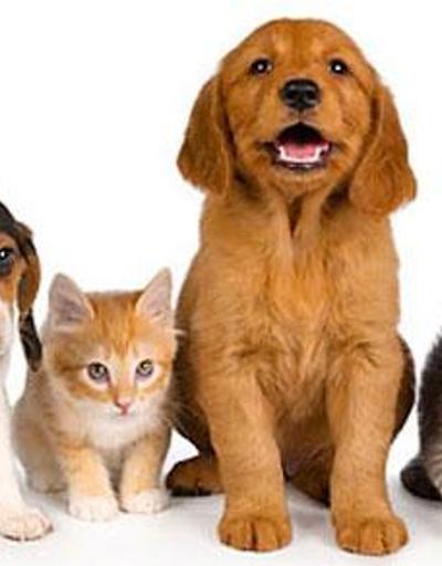 Pet Shoplarda kedi ve köpek satılamayacak