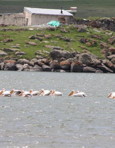 Pelikan sürülerinin bugünlerde uğrak noktası: Çıldır Gölü