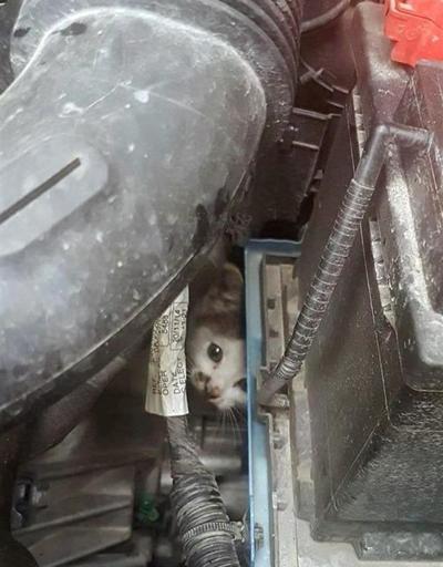 Aracın motoruna giren yavru kediyi itfaiye kurtardı