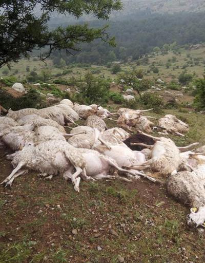 2 ayrı sürüye yıldırım düştü: 73 koyun telef oldu