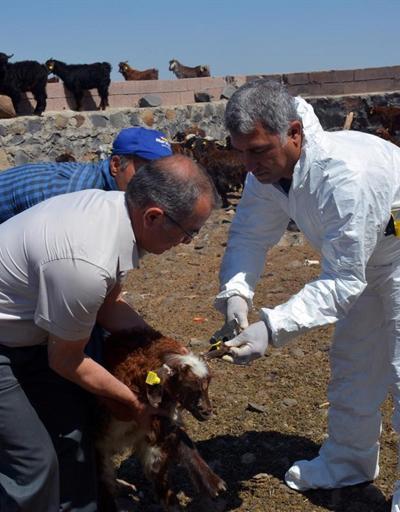 Diyarbakırda 520 bin koyun ve keçiye çip takıldı
