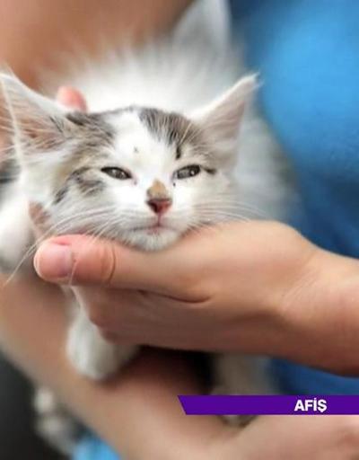 İstanbulun kedilerini anlatan Kedi belgeseli vizyonda