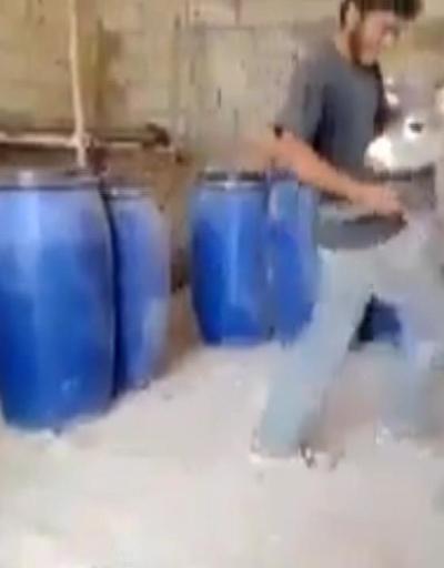 Suriyeli gencin sıpayla dansı sosyal medyayı ikiye böldü