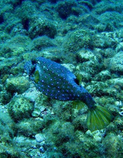 Antalyada yeni bir zehiirli balık türü görüldü
