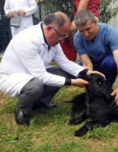 Yalova Belediyesine köpekleri zehirlediği için ceza