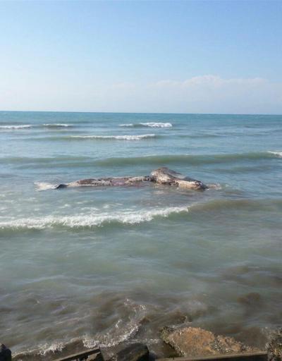 Hatayda sahile dev İspermeçet balinası vurdu