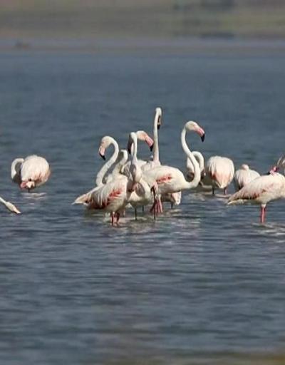 Erçek Gölünde flamingoların görsel şöleni başlıyor