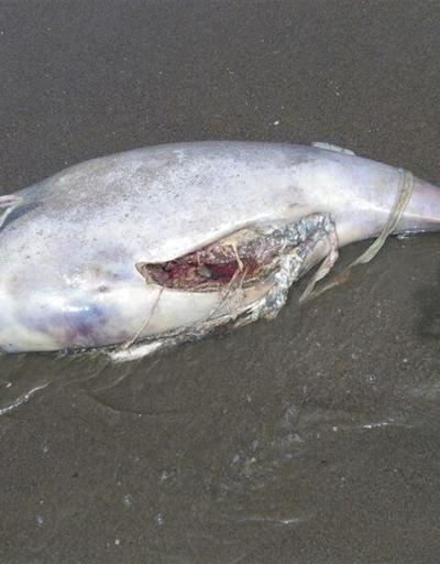Karasuda ölü yunus balığı karaya vurdu