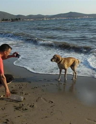 Tatilciler denize pet şişe attı, kimsesiz köpek kapıp getirdi