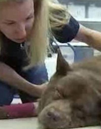 Köpeği canlı canlı gömerek ölümüne neden oldu