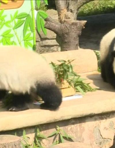 İkiz pandalara doğum günü sürprizi