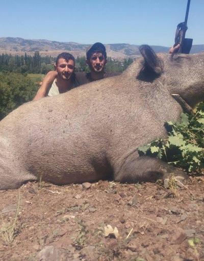 Lüksemburglu avcılar Tokatta dev yaban domuzu avladı