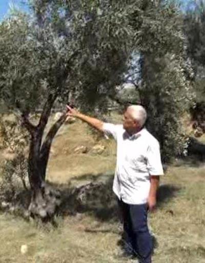 Antalyada 23 bin zeytin ağacı susuz kaldı