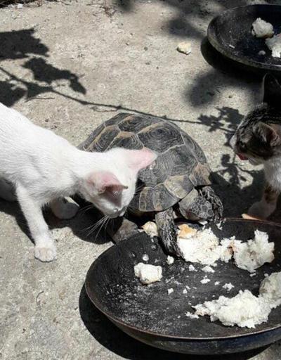 Kedilerle aynı kaptan besleniyor