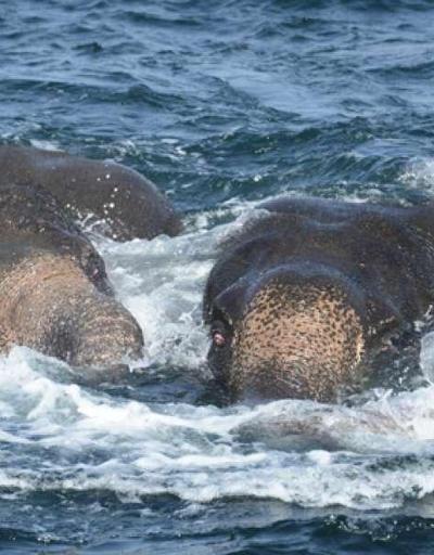 Denizin ortasında mahsur kalan filler böyle kurtarıldı