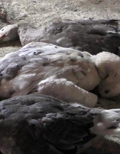Ardahan’da kuş gribi şüphesi: Tavuklar itlaf edildi