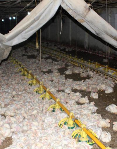 İşte 1 ton uyuştrucu çıkan tavuk çiftliği