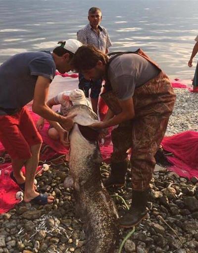 İznik Gölü’nde 1.70 metre boyunda yayın balığı yakalandı