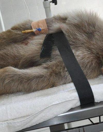 Kardeşleri ve annesi ölen yaralı yavru ayı tedavi görüyor
