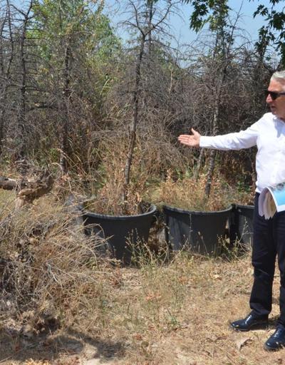 CHPli başkandan ağaç katliamı iddiası
