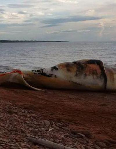 Kanadada balina alarmı: Ölümler felaket boyutuna ulaştı