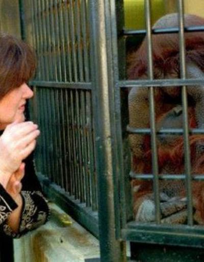 Okula giden ve işaret diliyle konuşan orangutan öldü